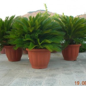 cycas revoluta.