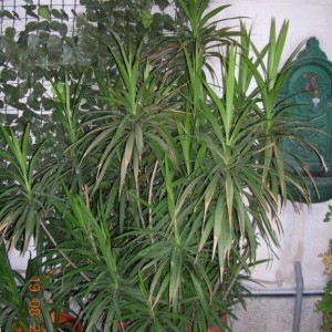 dracena.