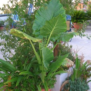 Alocasia macrorrhiza 1.