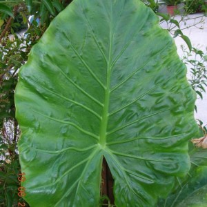 Alocasia macrorrhiza 2