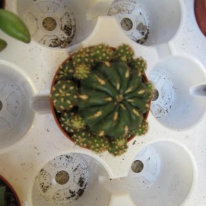 echinopsis (2).