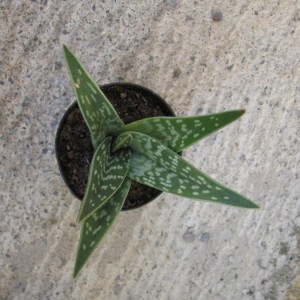 aloe variegata.