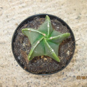 astrophytum.