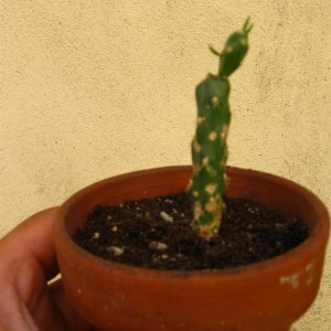 opuntia (2).