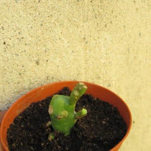 opuntia (3).