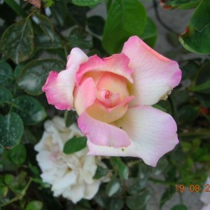 rosa 1.