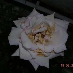 rosa 2.