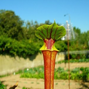 Sarracenia "Flava Red"