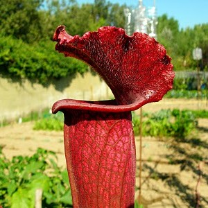 Sarracenia "Juthatip Soper"