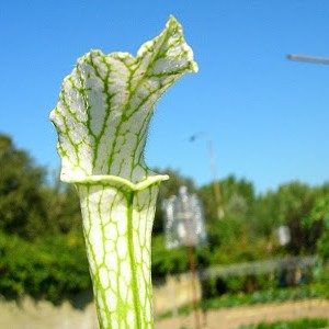 Sarracenia leucophylla "Alba"