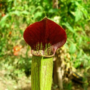 Sarracenia alata "Purple Throat Giant"