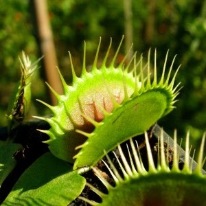 Dionaea "Purple Giant"