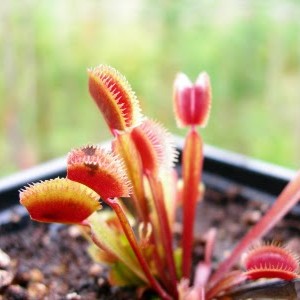 Dionaea "Red Piranha"