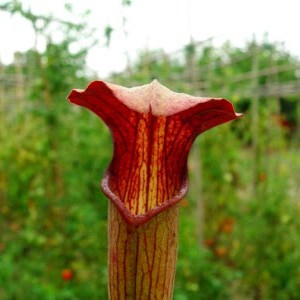 Sarracenia alata Giant red tube