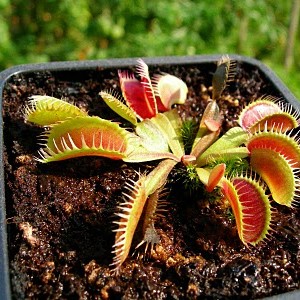 Dionaea "Louchapates"