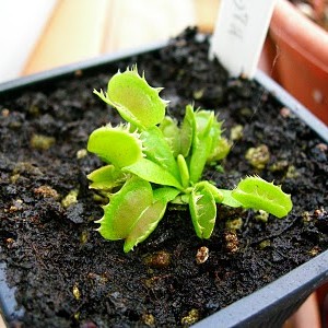 Dionaea "Fused Tooth"