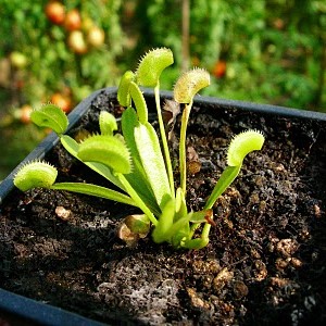 Dionaea "Dracula"...ancora non e' pronta!!