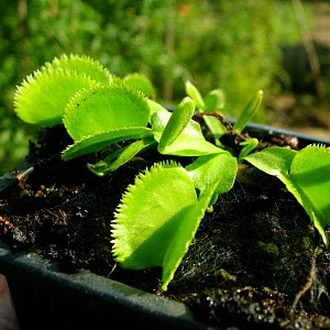 Dionaea "Green Sawtooth"