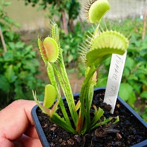 Dionaea "Funnel Trap"