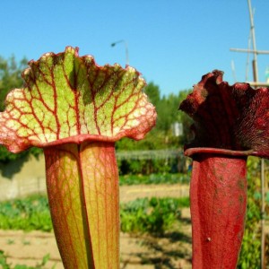 sarracenia exornata