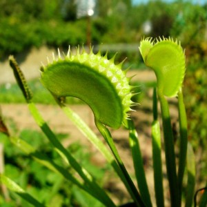 Dionaea "Shark Teeth"