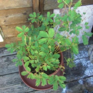 mimosa pudica