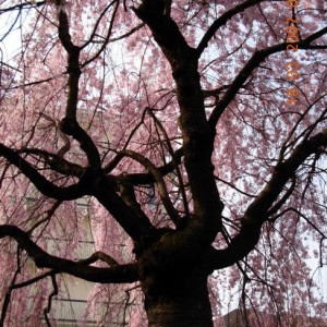 Il mio ciliegio giapponese in fiore, a primavera