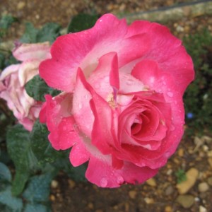 Rose Gaujard 3790