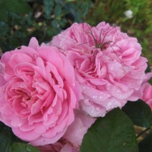 Gertrude Jekyll 3796