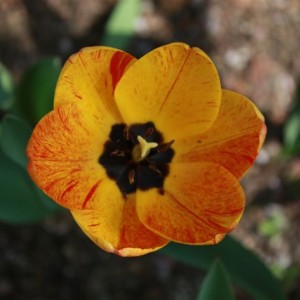 Tulipano screziato