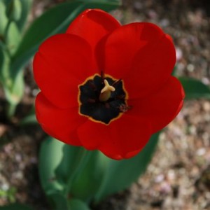 Tulipano rosso