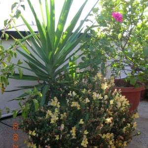 composizione 
Yucca 
Rosa 
Bocca di Leone

e sullo sfondo limone