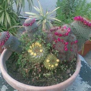 in alto a sinistra Mammillaria matudae 
in alto a destra mammilarie spinosissima 
in basso Mammillaria marksiana