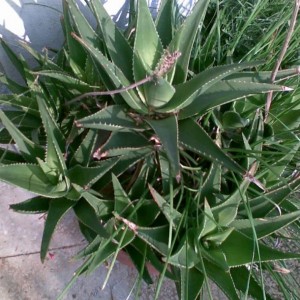 Aloe capmanambatoensis