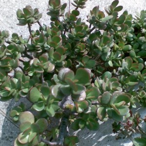 crassula ovata