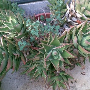 aloe nobilis