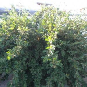 cotoneaster