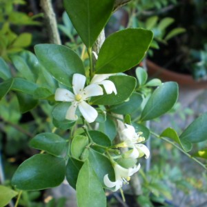 murraya paniculata