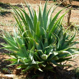 Aloe Barbadensis