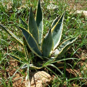 Agave Americana Variegata