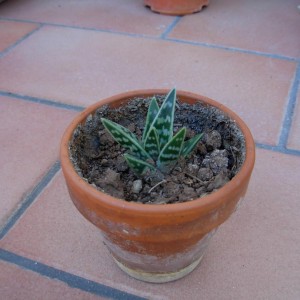 Aloe Variegata