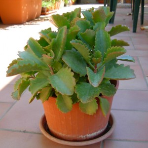 kalanchoe