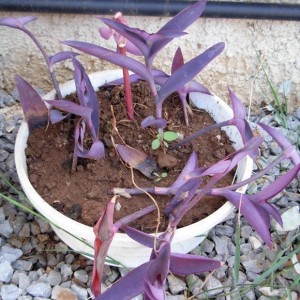 Tradescantia