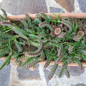 Stapelia Mutabilis