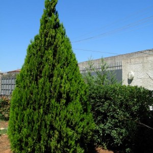 Thuja orientalis + Pitosforo