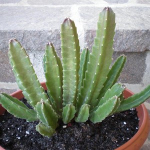 Stapelia hirsuta