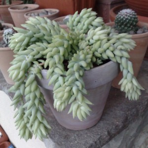 Sedum morganianum