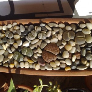 Lithops