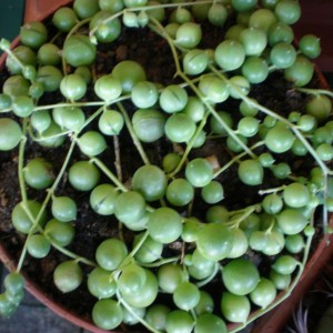 Senecio rowleyanus