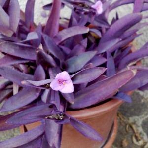 Tradescantia pallida